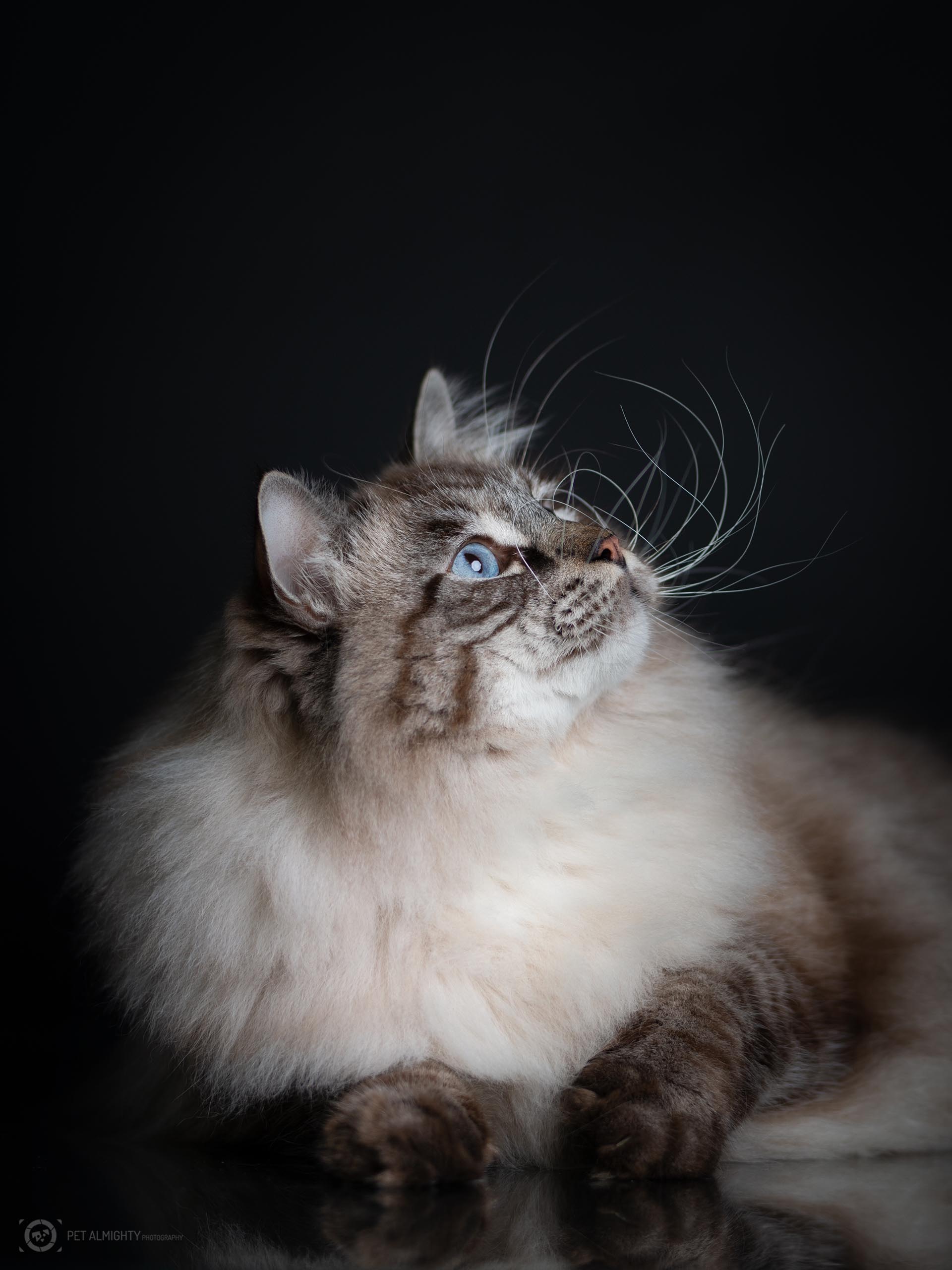 cat image